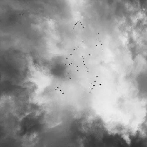 Dale Crow