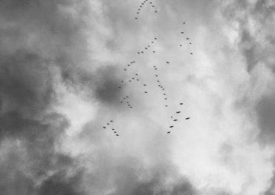Dale Crow